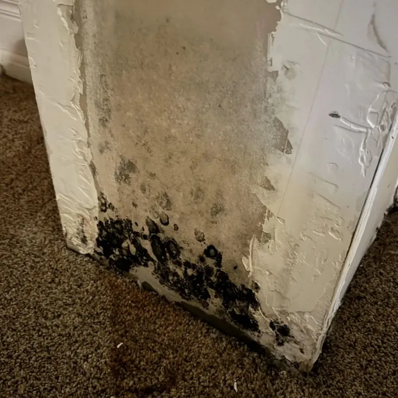 Professional Mold Removal in Orfordville, WI